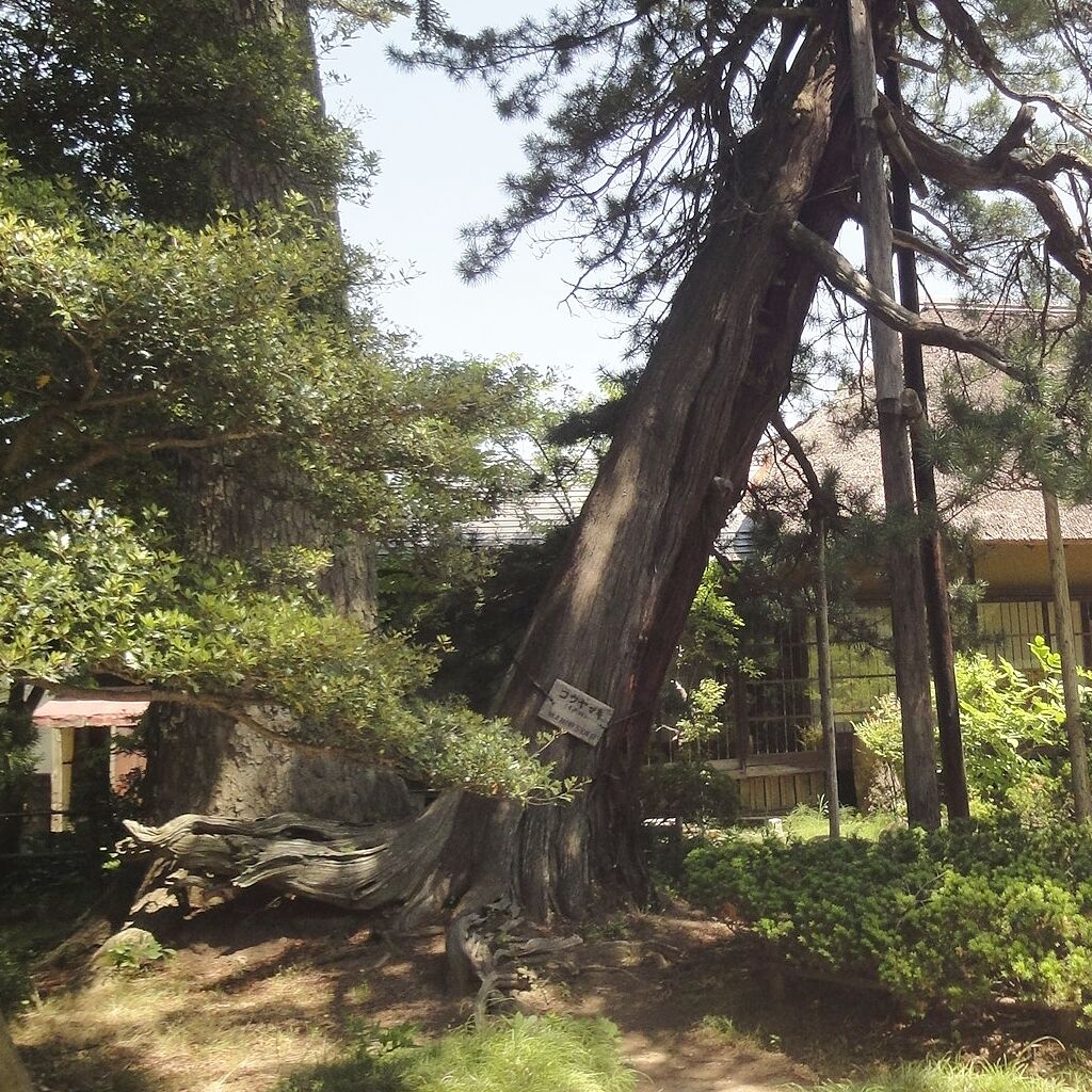 コウヤマキか