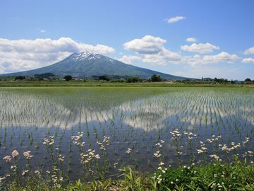 田んぼの向こうに岩木山。まさに、日本の風景ですね。