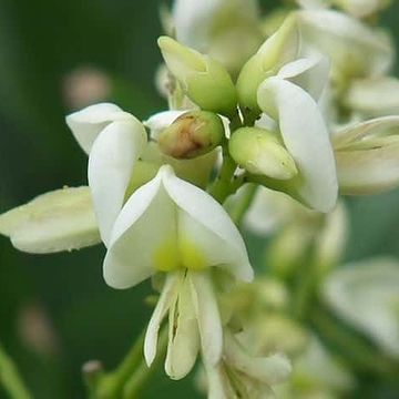 ↑マメ科らしい可憐な花