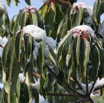 雪が積もると枝折れしやすい