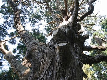 こちらも、樹齢1,000年