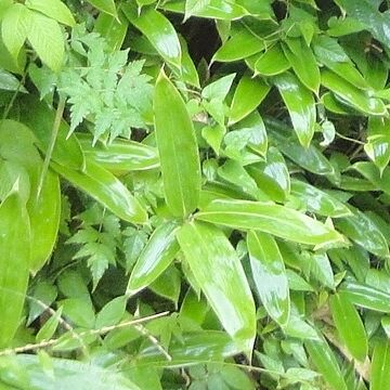 クマザサでしょうか?
