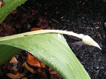 立ち枯れたアリウム