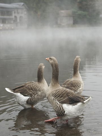 金鱗湖のガチョウ