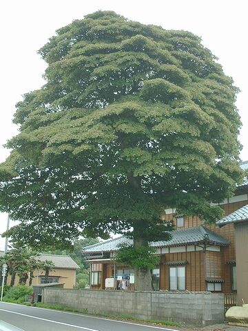 農家の庭などに巨木