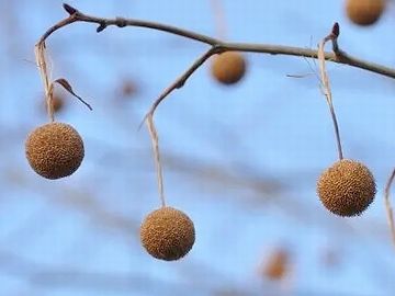 鈴のようなまん丸の実