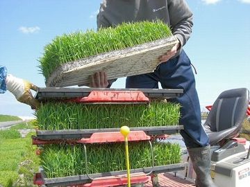 マット状の苗を、田植機にセットする作業