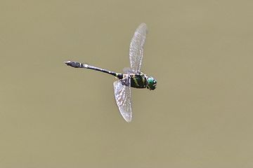 一匹のトンボが飛びこんで来たんだって