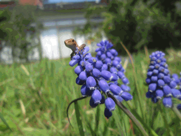 きゃわいい~。秘密の花園ですね。
