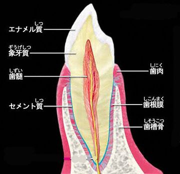 エナメル質