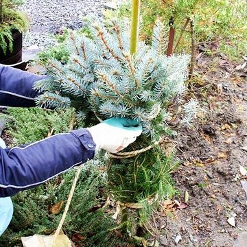 竹を1本刺して、荒縄で縛ったり