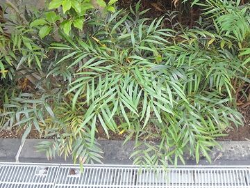植えこみの気になる笹