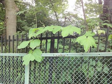 柵の向こうは別世界
