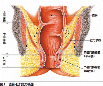 消化器の末端にあるのが、ご存知、直腸ね