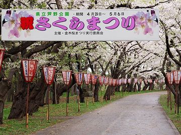 ゴールデンウィークころ、『芦野公園』では“桜まつり”が開かれます