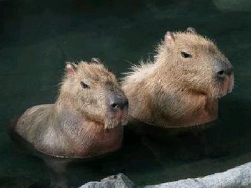 水たまりには、カピバラが浸かってました
