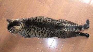 床にうつ伏せで寝るか、普通?