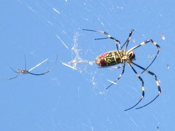 一つの巣に、オスメス、2匹いるわけです