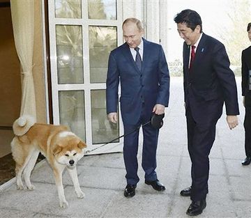 和顔の犬は、プーチンさんに秋田県が贈った秋田犬