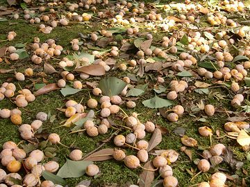 そんな大イチョウから降るギンナンって、スゴいだろうね