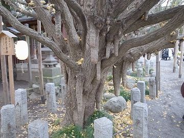 秩父神社の乳銀杏