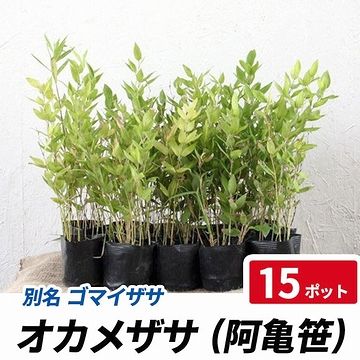 オカメザサでしょうか