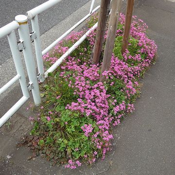 ピンク色の花が咲いてました