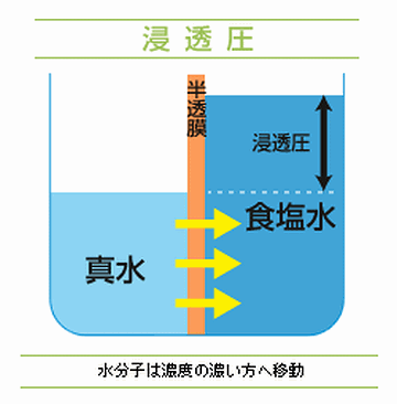 濃度の低い方から高い方へと水の分子が移動する