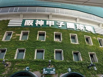 甲子園の蔦