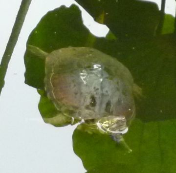 何気なく池を覗きこんでびっくり