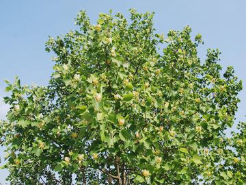 非常に大木になる樹木