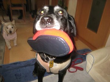 犬か!