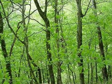 北海道に広く拡がる落葉広葉樹林