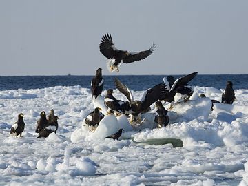 知床に群れる大鷲。北の海は豊かです。