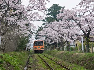 津軽鉄道の列車は、その桜のトンネルを走り抜けます
