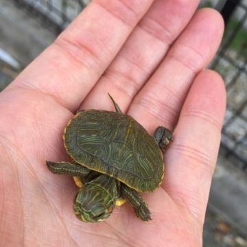 子供の手の平に収まるほど