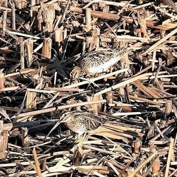 刈りばねに足踏ましなむ