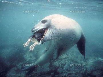 ペンギンを捕食するアザラシ