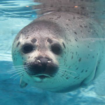 男鹿水族館・ゴマフアザラシ・マジメな顔