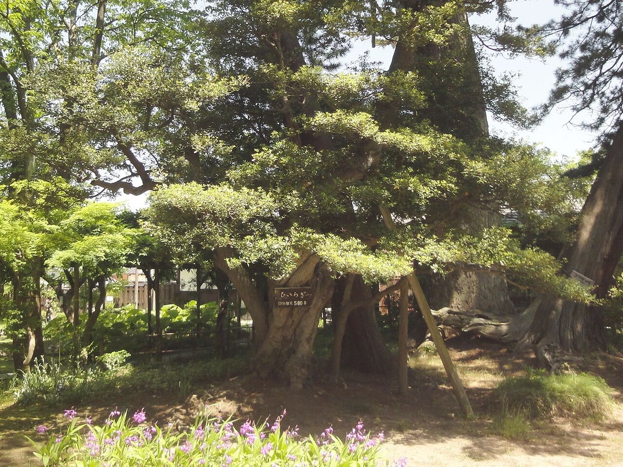 樹齢推定、500年ってことは……