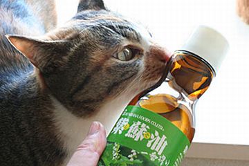 恐怖！ 紫蘇油を舐める猫