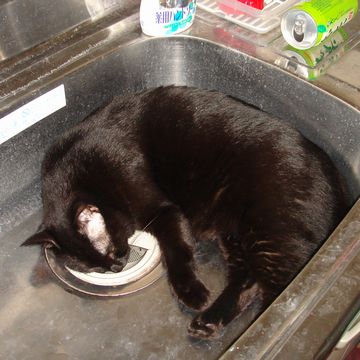 体が小さいほうが、放熱効果が高い