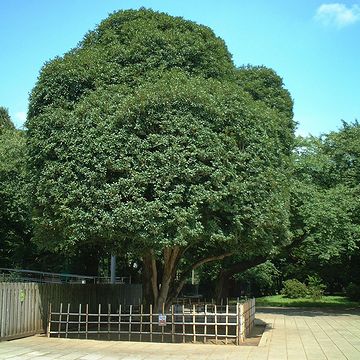 小金井の『江戸東京たてもの園』の入り口に立ってるキンモクセイ