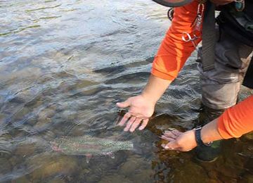 リリースってのは、釣った魚を、水に帰しちゃうことでしょ?