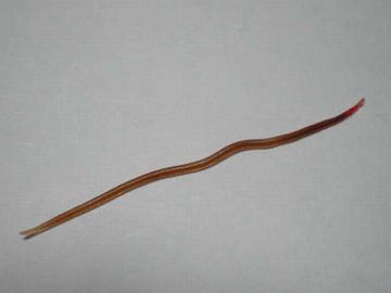 文字通り、線みたいな虫なんじゃないですか?