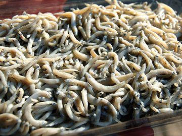 雑魚寝(じゃこね)の“J”?