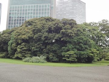 欲しいままに枝を広げた木