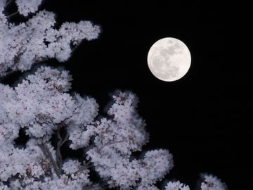 月と夜桜