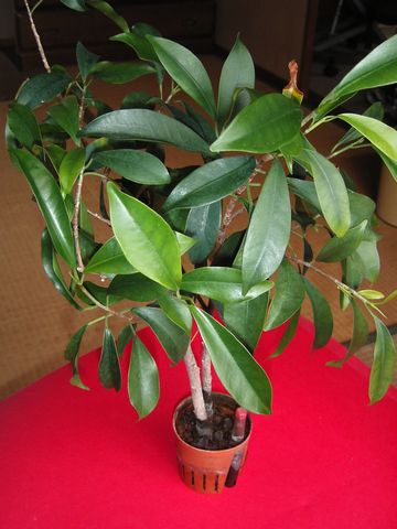 茶碗を脱いだガジュマル