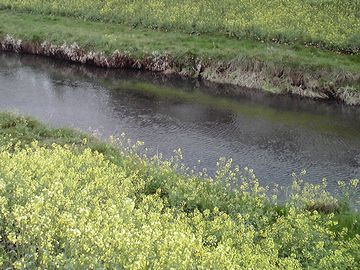 由布院・菜の花の咲く道